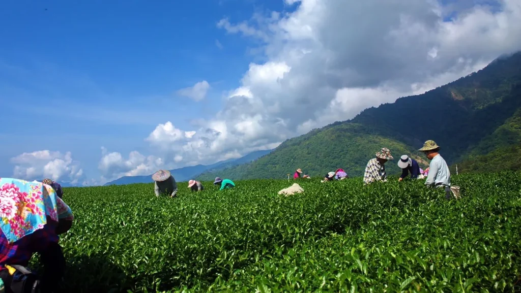 福建茗唐茶业
