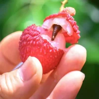 莆田荔枝走向世界：