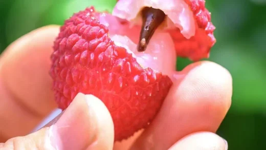 莆田荔枝走向世界：
