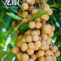龙眼-莆田四大名果