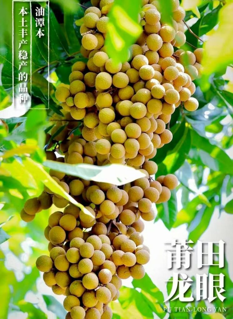 莆田龙眼-“油潭本”