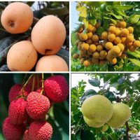 ပုပ်တီးနီးပြား, လိုင်းချီး, လောင်းအိမ်, ပန်းတန်းရွက်, လိုက်ပါး