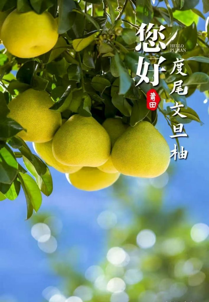 莆田-度尾文旦柚