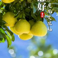 文旦柚-莆田四大名果