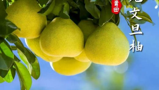 文旦柚-莆田四大名果